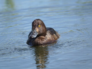 female tufted duck (Aythya fuligula)