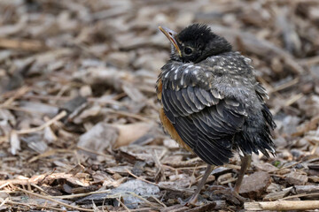 Fototapeta premium Baby Robin, not yet fledged, waiting for mother to bring food. Cheeping and calling for Mom in hunger 