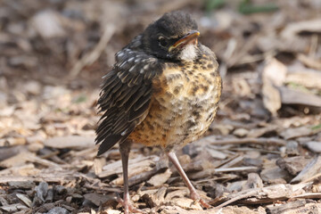 Baby Robin, not yet fledged, waiting for mother to bring food. Cheeping and calling for Mom in hunger
