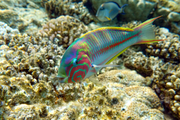 Obraz na płótnie Canvas Coral fish - Wrasse -Thalassoma Klunzingeri, Red Sea