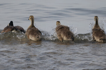 Baby half grown Canada Geese goslings playing in lakefront water on a birght sunny day. Riding waves, preening and eating water plants