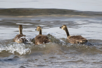 Baby half grown Canada Geese goslings playing in lakefront water on a birght sunny day. Riding waves, preening and eating water plants