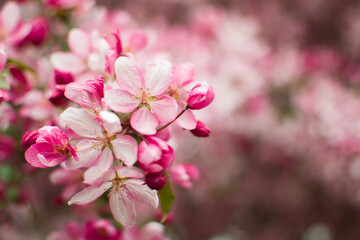 Naklejka na ściany i meble pink cherry blossom in spring with blurred background