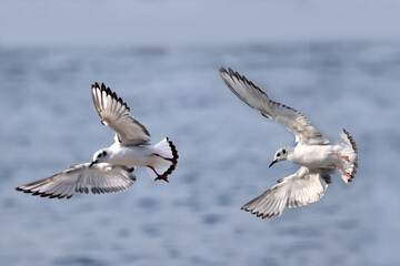 Bonaparte Gulls landing flapping flying and fishing over freshwater lake in summer