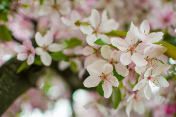 Obraz premium cherry tree blossom close-up with blurred background