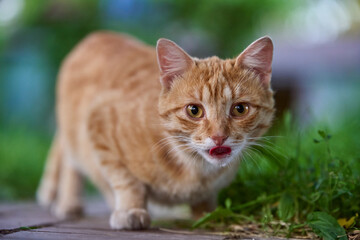 Naklejka na ściany i meble ginger cat in the garden