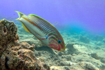 Obraz na płótnie Canvas Coral fish - Wrasse -Thalassoma Klunzingeri, Red Sea