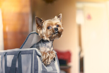 Yorkshire Terrier dog sitting in a travel carrier, travel dog