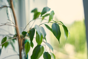 small indoor tree with green leaves