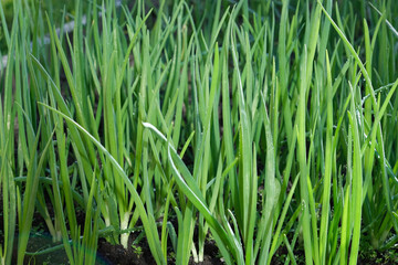 Young green onion plants in the field. Green onion are grown in plantation. Green onions, bunches tied. Rows of Onions. organic young green onion plants growng in a greenhouse