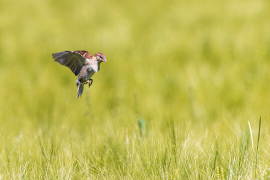 passerotto in volo stazionario