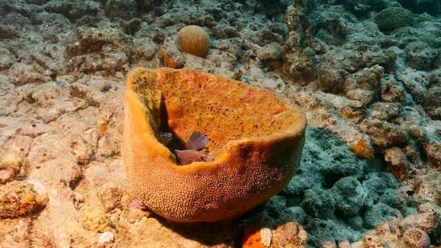 Soapfish rest in sponge in coral reef of Caribbean Sea, Curacao