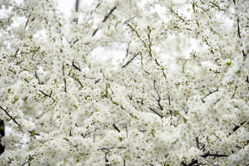 blossoming cherry tree