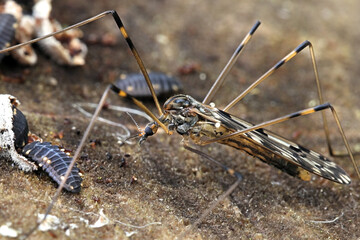 Metalimnobia quadrimaculata, a crane fly from Finland with no common English name