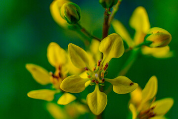 Naklejka na ściany i meble Close up of yellow flower