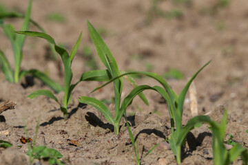Junger Mais auf dem Feld in der Landwirtschaft