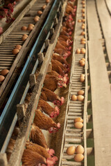 Chicken eggs heather on farm