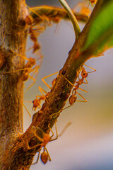 Big ants in the tree and leaf macro