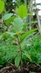Mitragyna speciosa leaf (kratom), plant in thailand, Kratom is Thai herbal which encourage health. Close up