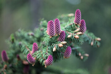 Picea abies, the Norway spruce or European spruce, erect red female inflorescences, commonly called cones - obrazy, fototapety, plakaty