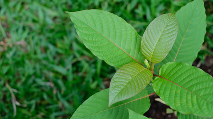 Mitragyna speciosa leaf (kratom), plant in thailand, Kratom is Thai herbal which encourage health. Close up