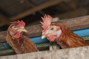 Chicken eggs heather on farm