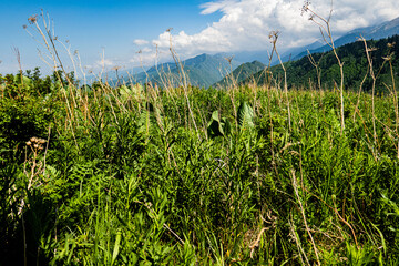 field of grass