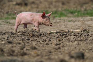 Glückliche Schweine mit Ferkeln - obrazy, fototapety, plakaty