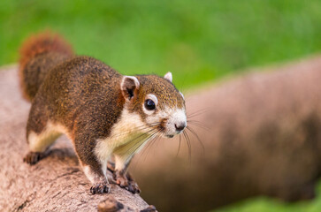 young squirrel is running on a tree in a city center.