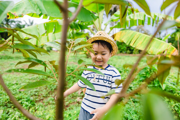 Adorable 4 years asian boy child in durian plantation farm garden orchard help the tree.concept...