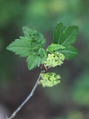 Ribes alpinum, known as mountain currant or alpine currant, new leaves and flowers