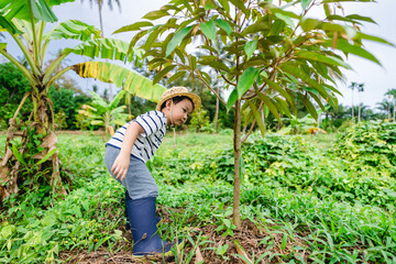 Adorable 4 years asian boy child in durian plantation farm garden orchard help the tree.concept...
