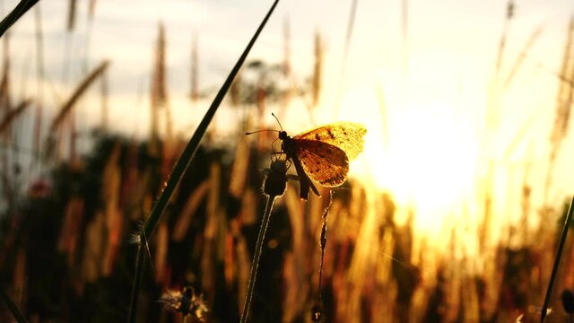 Close up butterfly with grass flower on silhouette sunset