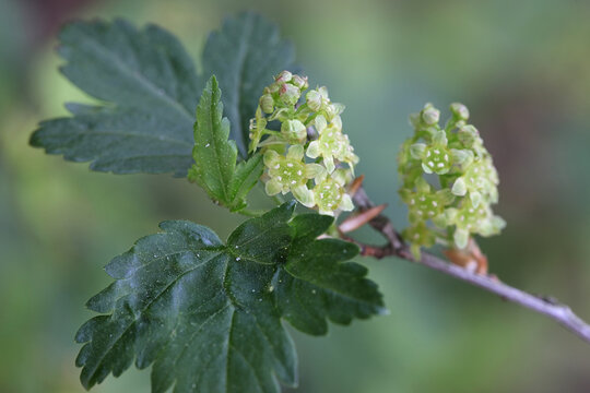 Ribes alpinum, known as mountain currant or alpine currant, new leaves and flowers