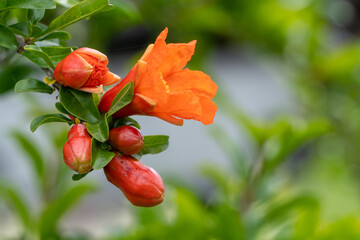 開花したザクロの花と肉厚なつぼみ