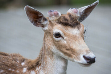 little spotted deer in the forest close up