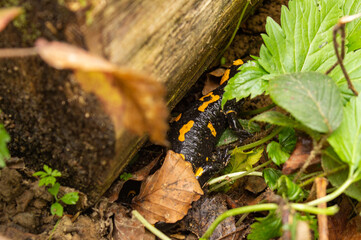 Salamandra Plamista