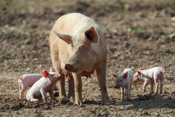 Gl&uuml;ckliche Schweine mit Ferkeln