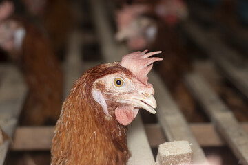 Chicken eggs heather on farm