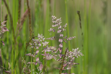 Wiese mit Gräsern Heuschnupfen Allergie