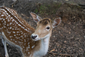little spotted deer in the forest close up