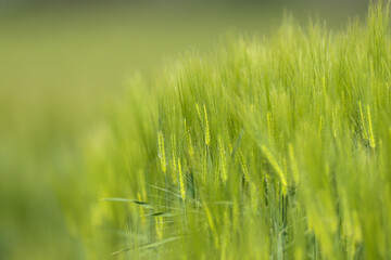 Junge Getreidepflanzen Gerste