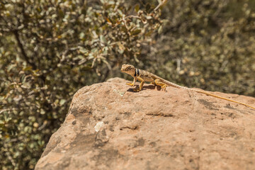 A western banded lizard on a rock in the desert. This small reptile was found in Utah.