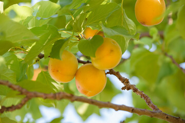 Beginning ripe apricot fruits, Armenian plum, on the branch