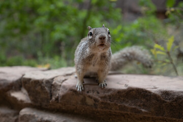 A curious grey squirrel looking into the camera on a ledge in nature in Utah.