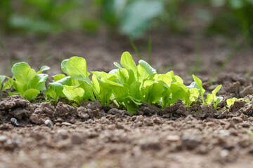 Junge Salatpflanzen auf einem Feld