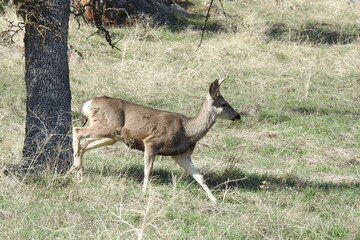A spike buck roaming the Tehachapi Mountains, in Stallion Springs, Kern County, California.