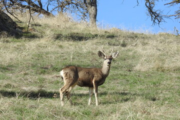 A spike buck roaming the Tehachapi Mountains, in Stallion Springs, Kern County, California.