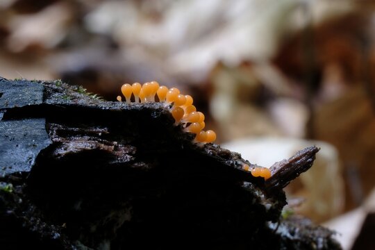 Amazing colorful slime mold Trichia decipiens - slime molds are interesting organisms beetwen mushrooms and animals