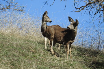 A pair of mule deer does roaming the Tehachapi Mountains, in Stallion Springs, California.